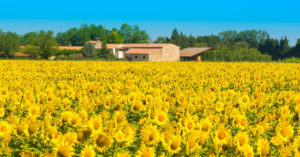 zonnebloemen in Frankrijk